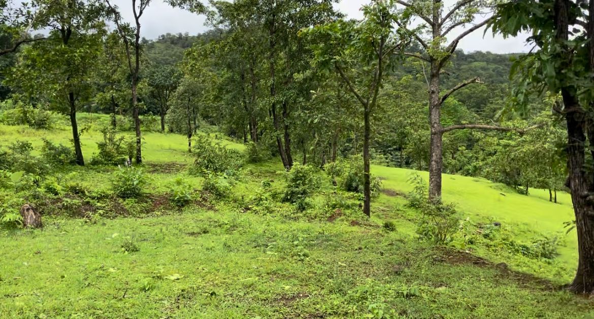 Trees and Greenery